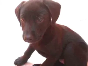 Cachorro raça Virá lata idade Abaixo de 2 meses nome Sem nome
