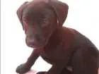 Cachorro raça Virá lata idade Abaixo de 2 meses nome Sem nome