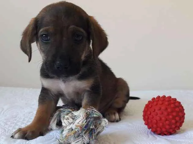 Cachorro ra a sem raça definida idade 2 a 6 meses nome Toco