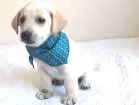 Cachorro raça sem raça definida idade 2 a 6 meses nome Leco