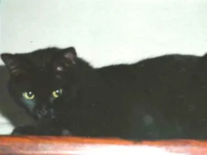 Gato raça SRD idade 6 ou mais anos nome Larissa