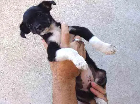 Cachorro ra a lhaza c/ Dachshund idade 2 a 6 meses nome sem nome