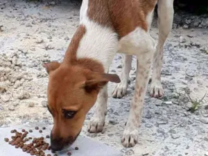 Cachorro raça Vira lata  idade  nome Bela