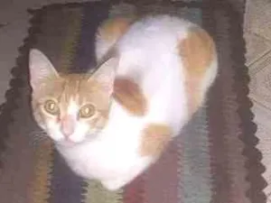 Gato raça Nao sei idade 7 a 11 meses nome Sofia