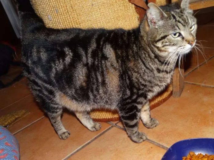 Gato ra a srd idade 2 anos nome Avelã
