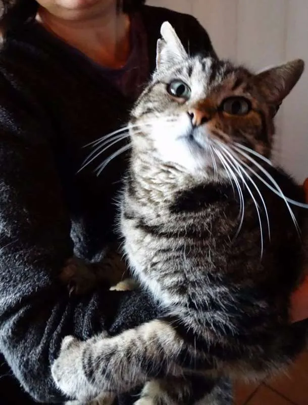 Gato ra a srd idade 2 anos nome Avelã