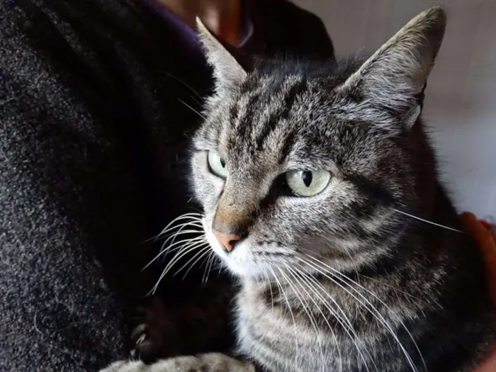 Gato ra a srd idade 2 anos nome Avelã