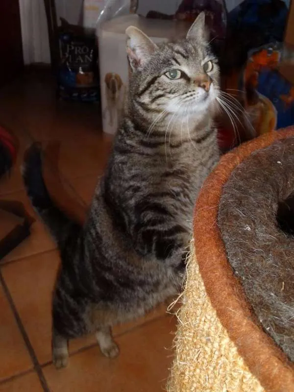 Gato ra a srd idade 2 anos nome Avelã