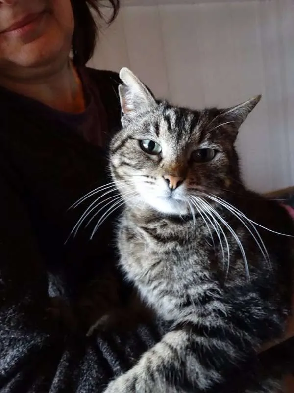 Gato ra a srd idade 2 anos nome Avelã