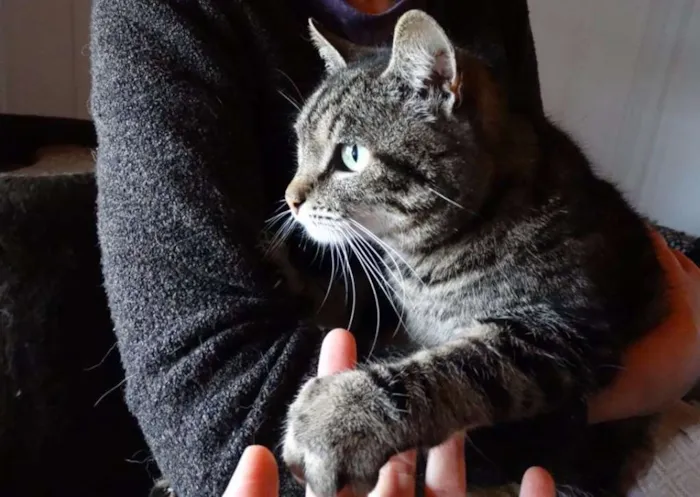 Gato ra a srd idade 2 anos nome Avelã