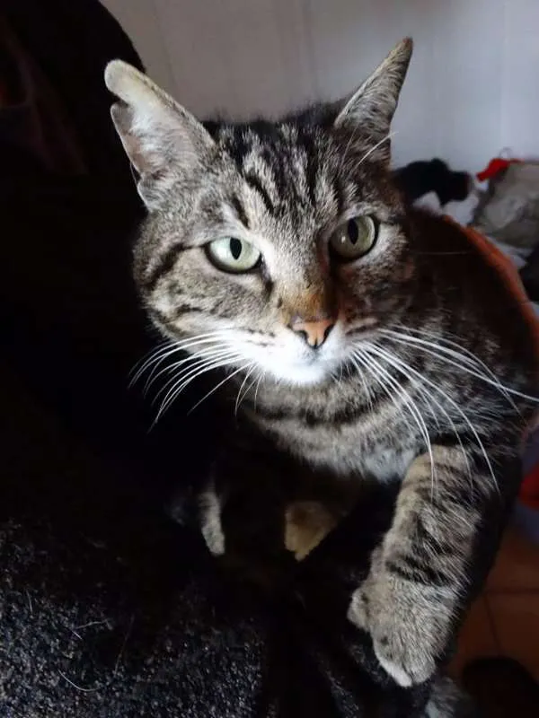 Gato ra a srd idade 2 anos nome Avelã