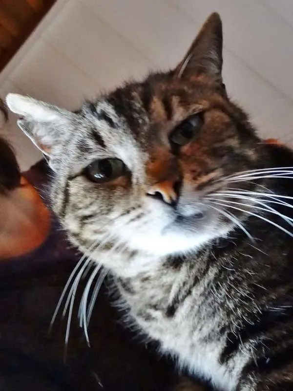 Gato ra a srd idade 2 anos nome Avelã