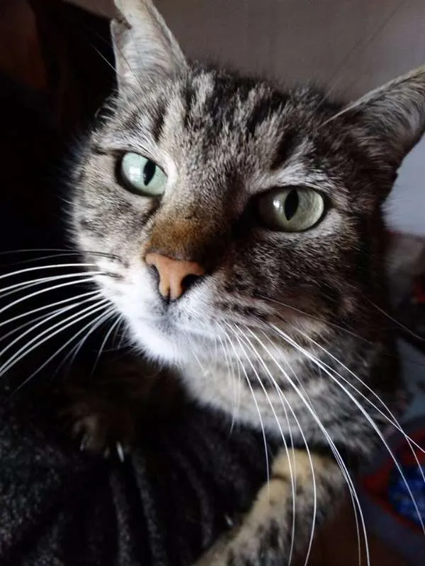 Gato ra a srd idade 2 anos nome Avelã