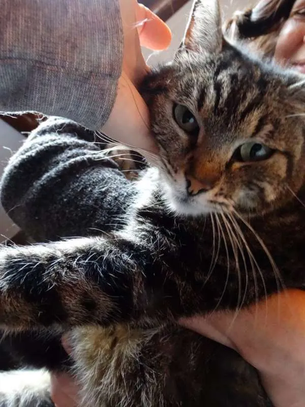 Gato ra a srd idade 2 anos nome Avelã