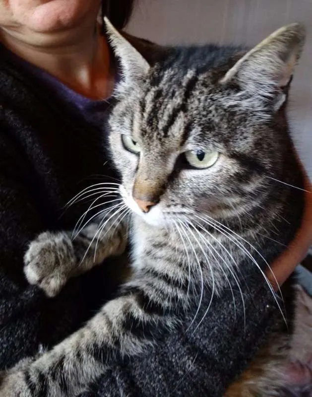 Gato ra a srd idade 2 anos nome Avelã