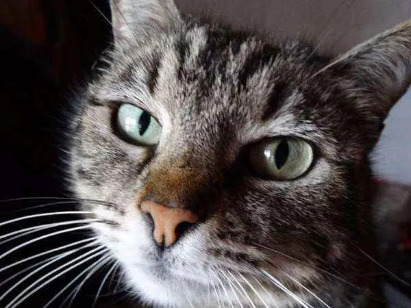 Gato ra a srd idade 2 anos nome Avelã