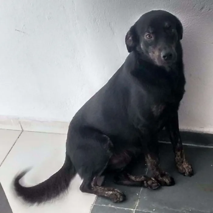 Cachorro ra a Vira-lata idade  nome Pluto