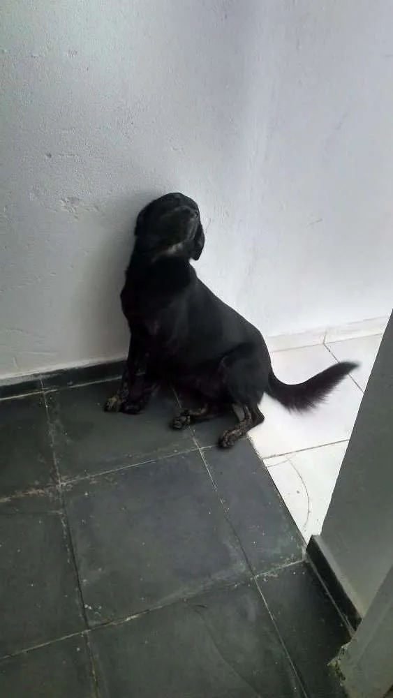 Cachorro ra a Vira-lata idade  nome Pluto