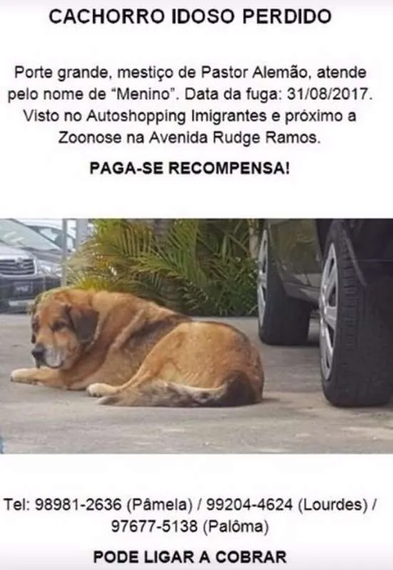 Cachorro ra a Misto de pastor alemão idade 6 ou mais anos nome MENINO