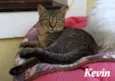 Kevin