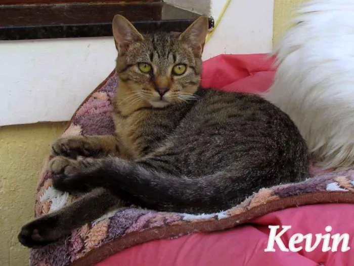 Gato ra a SRD idade 2 a 6 meses nome Kevin