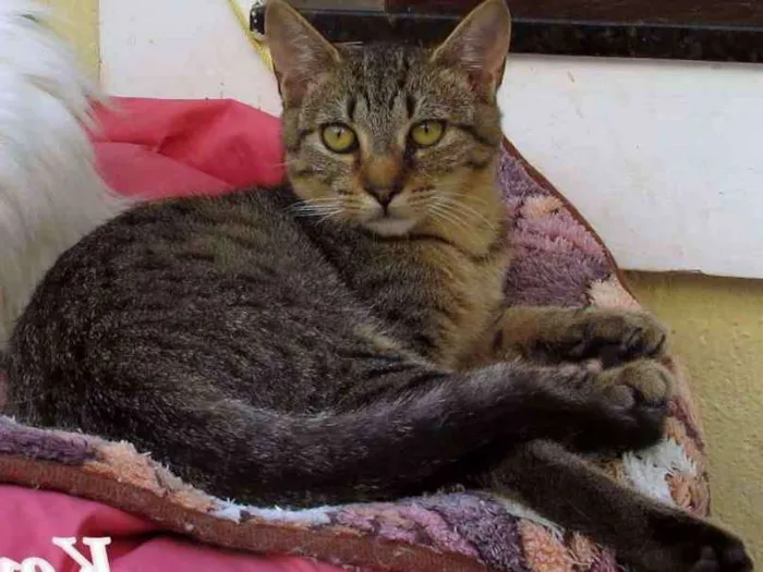 Gato ra a SRD idade 2 a 6 meses nome Kevin