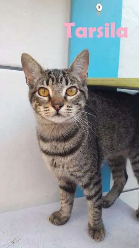 Gato ra a SRD idade 7 a 11 meses nome Tarsila