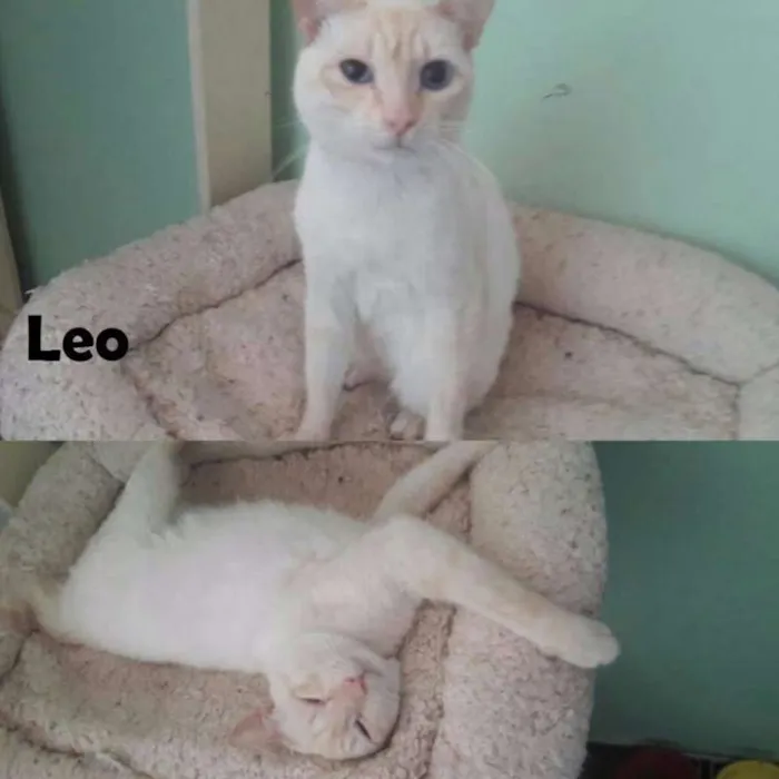 Gato ra a SRD idade 1 ano nome Léo