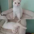 Léo