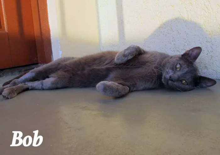 Gato ra a SRD idade 7 a 11 meses nome Bob