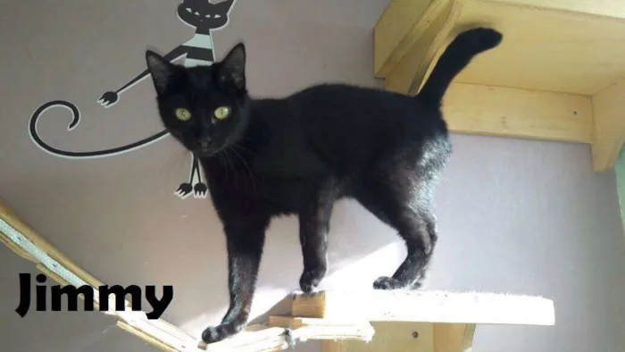 Gato ra a SRD idade 2 a 6 meses nome Jimmy
