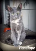 Penélope