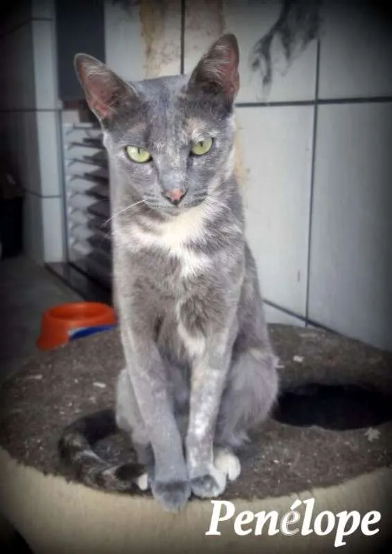 Gato ra a SRD idade 2 anos nome Penélope