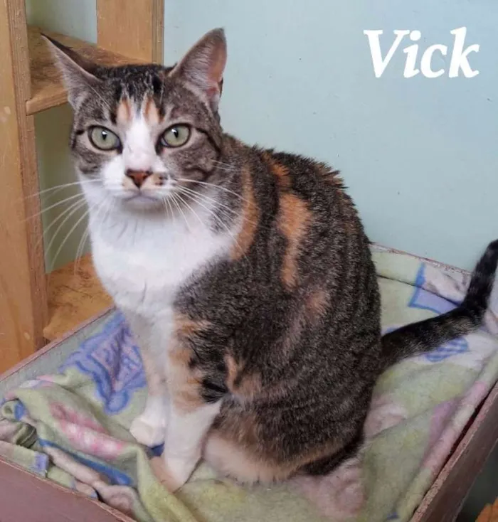 Gato ra a SRD idade 2 anos nome Vick