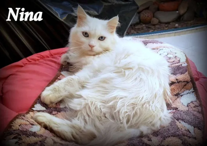 Gato ra a Srd idade 6 ou mais anos nome Nina