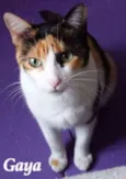 Gaya