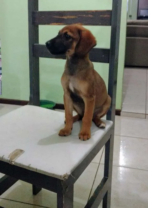 Cachorro ra a Vira lata idade 2 a 6 meses nome Alfa