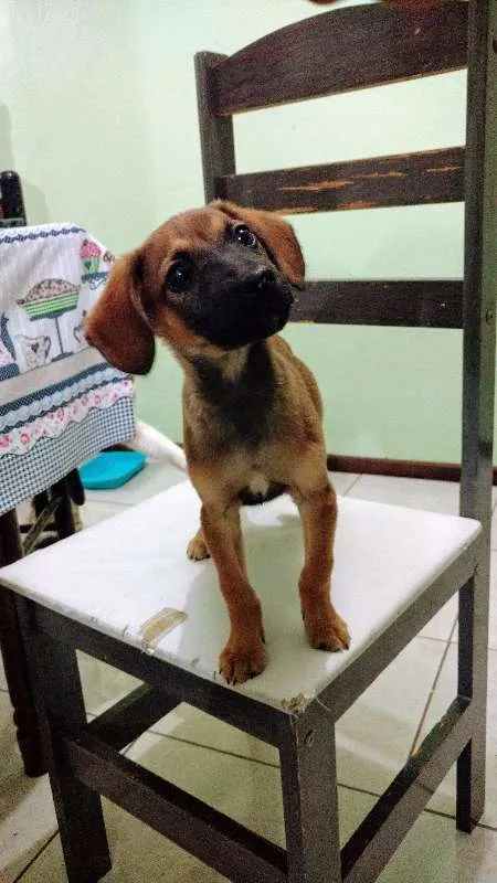 Cachorro ra a Vira lata idade 2 a 6 meses nome Alfa