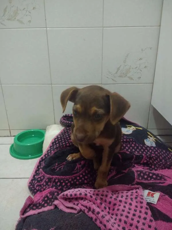 Cachorro ra a Indefinida idade 2 a 6 meses nome Filhotinha