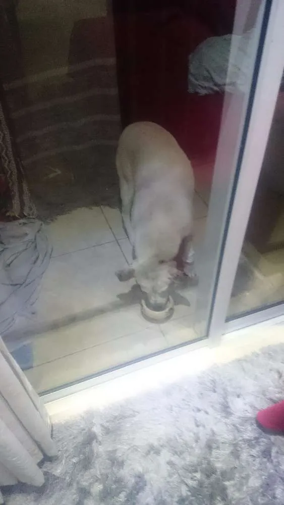 Cachorro raça Nao sei idade 5 anos nome Alvin