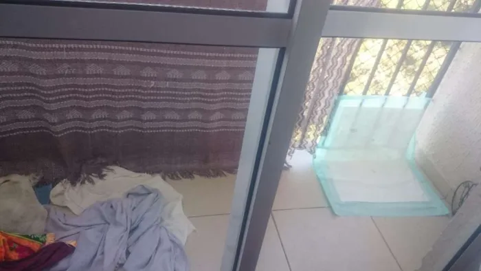 Cachorro raça Nao sei idade 5 anos nome Alvin