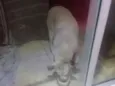 Alvin