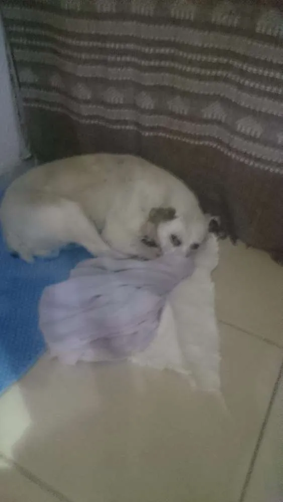 Cachorro raça Nao sei idade 5 anos nome Alvin