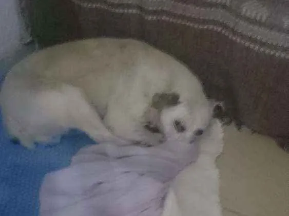 Cachorro raça Nao sei idade 5 anos nome Alvin