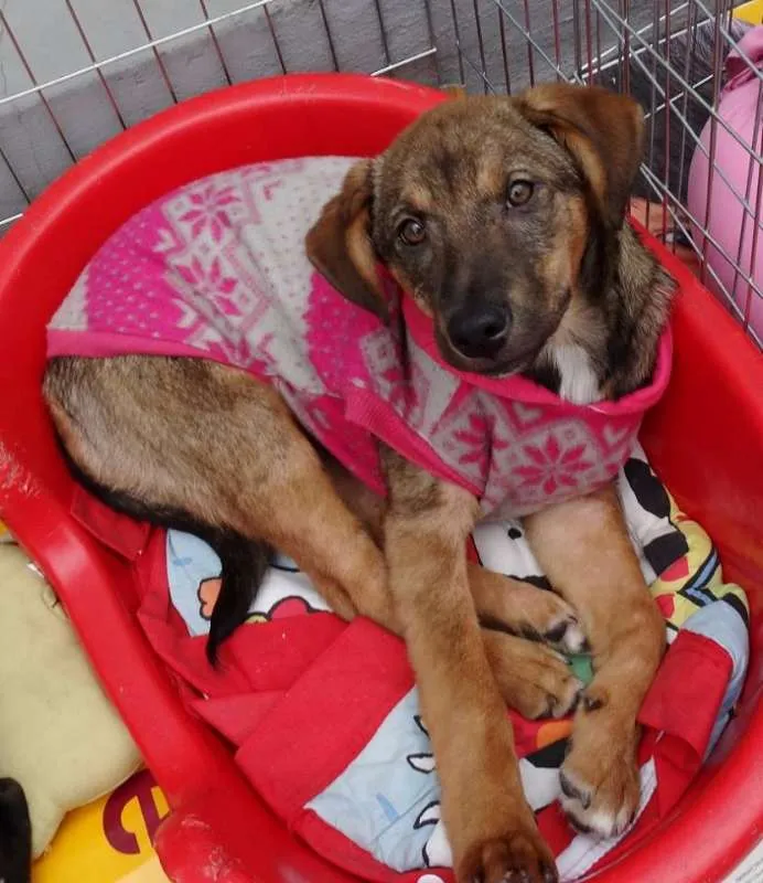Cachorro ra a SRD idade 2 a 6 meses nome Sol