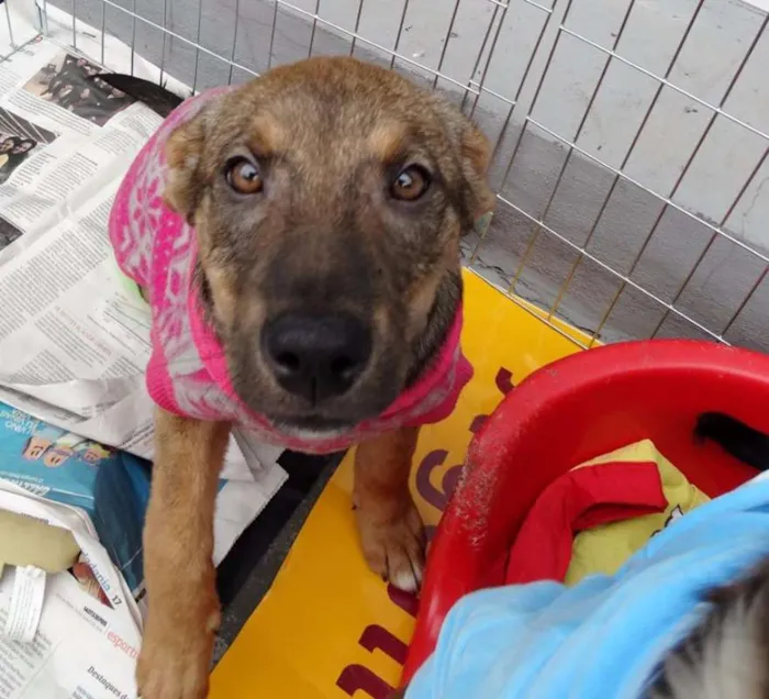 Cachorro ra a SRD idade 2 a 6 meses nome Sol