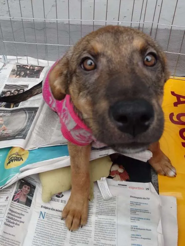 Cachorro ra a SRD idade 2 a 6 meses nome Sol