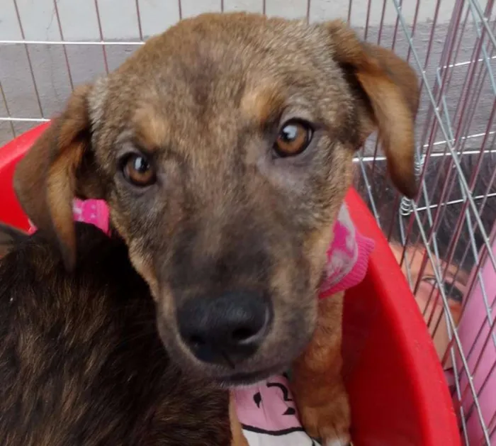 Cachorro ra a SRD idade 2 a 6 meses nome Sol