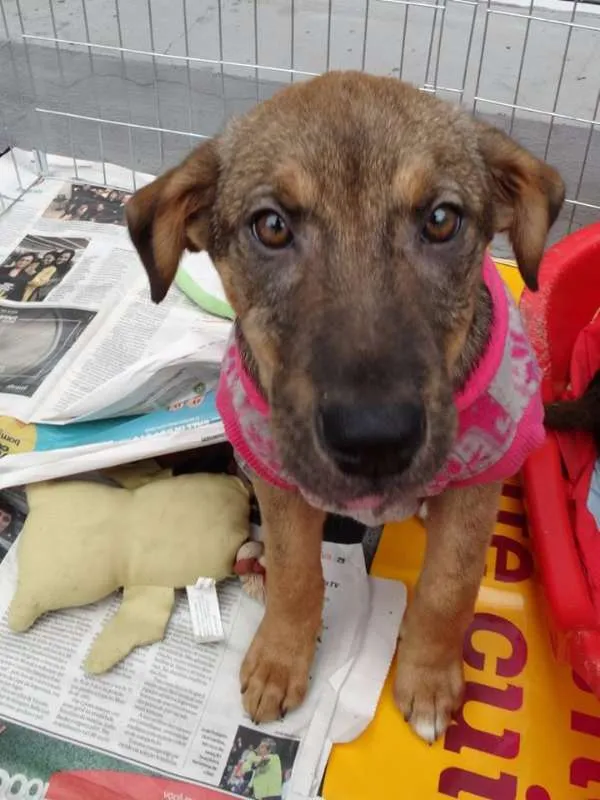 Cachorro ra a SRD idade 2 a 6 meses nome Sol