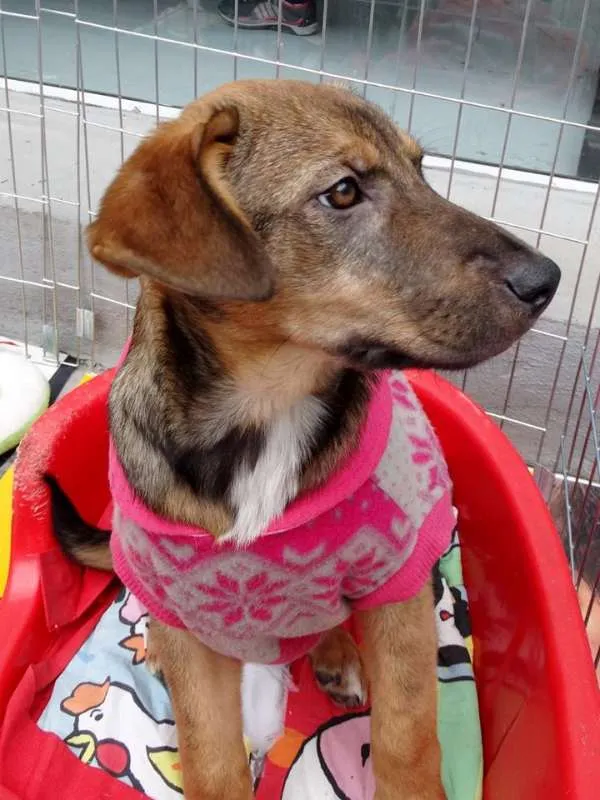 Cachorro ra a SRD idade 2 a 6 meses nome Sol
